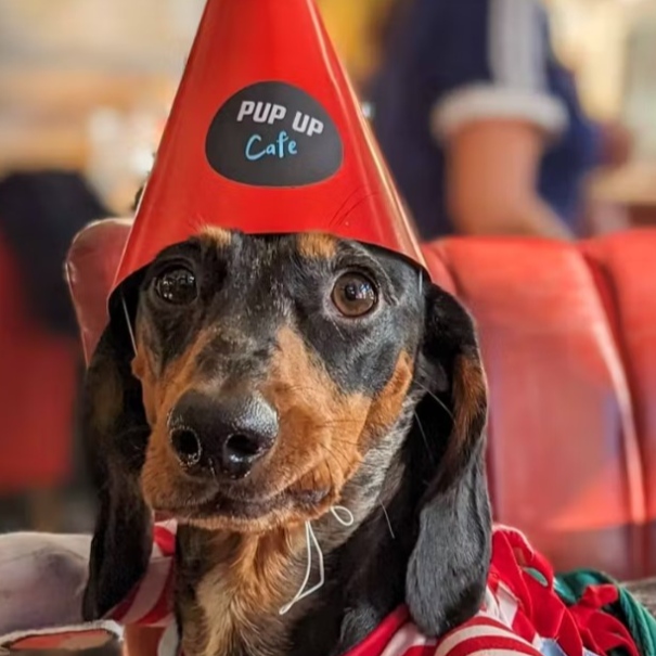 PUP UP CAFE
