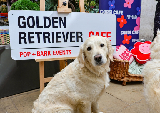 Golden Retriever Cafe - Cambridge